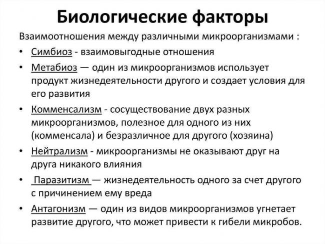 Молочнокислые бактерии: виды, классификация, значение