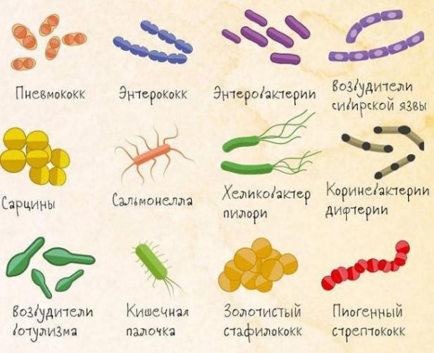 «все могут короли…», или многообразие бактериальных свойств