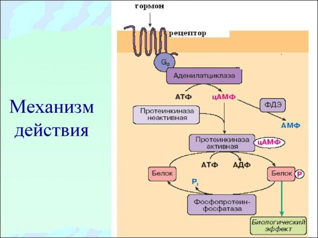 Антидиуретический гормон википедия