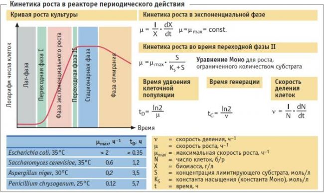 Как размножаются микробы