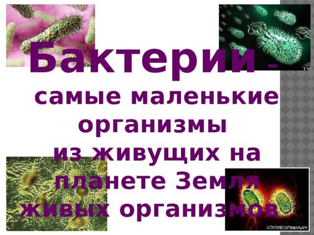 Применение сухих бактерий в разных сферах