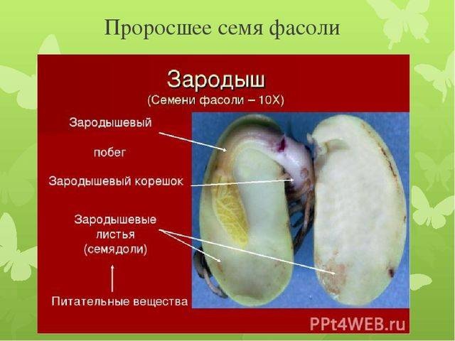 Строение и классификация простейших одноклеточных организмов