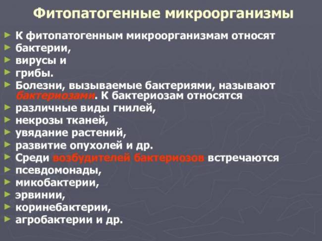 Доклад на тему болезнетворные бактерии сообщение 5, 6, 7 класс (описание для детей)