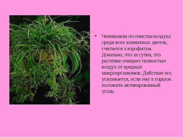 Болезнетворные бактерии — паразиты человека. где живут? какие вызывают болезни?