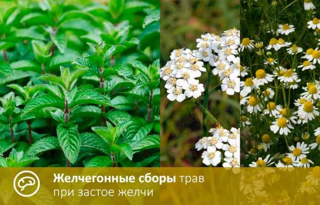 Желчегонный сбор №3 инструкция по применению, отзывы и цена в россии