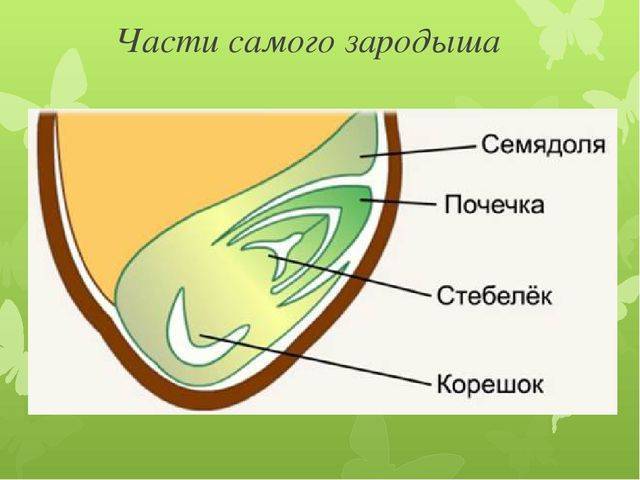 Сколько микробов на земле