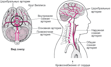 Стеноз сонных артерий: симптомы, лечение, прогноз для жизни