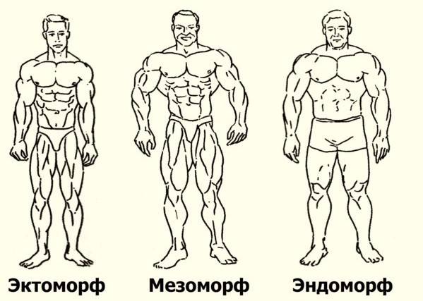 Рацион питания для эндоморфа для похудения. диета для эндоморфа