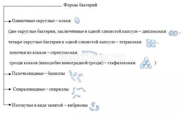 Царство бактерии общая характеристика, кто открыл бактерии, названия и примеры бактерий, чем питаются, как размножаются, запасное вещество бактерий, признаки симбиотических бактерий