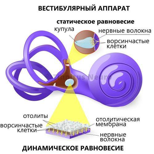 Шум в ушах