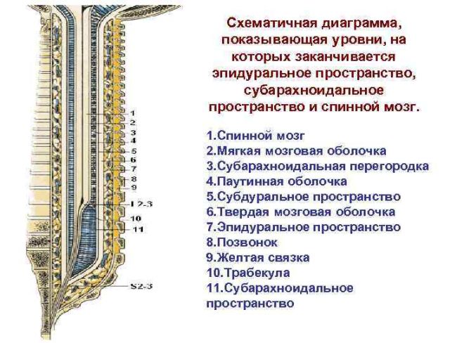 Оболочки спинного мозга человека