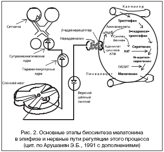 Мелатонин — википедия с видео // wiki 2
