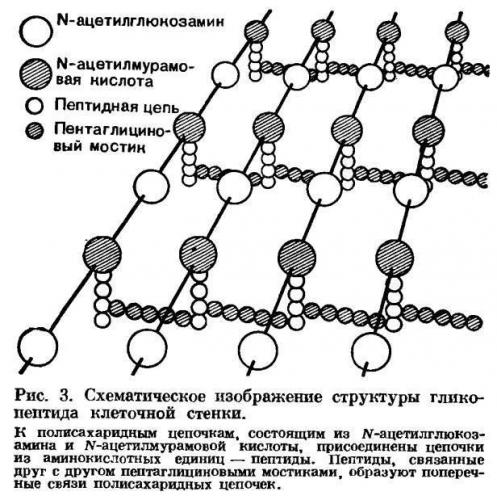 Строение бактерий
