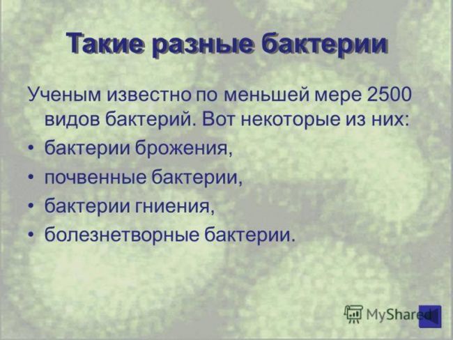 Проект по биологии на тему: «бактерии . разнообразие бактерий. место и значение бактерий на планете земля»