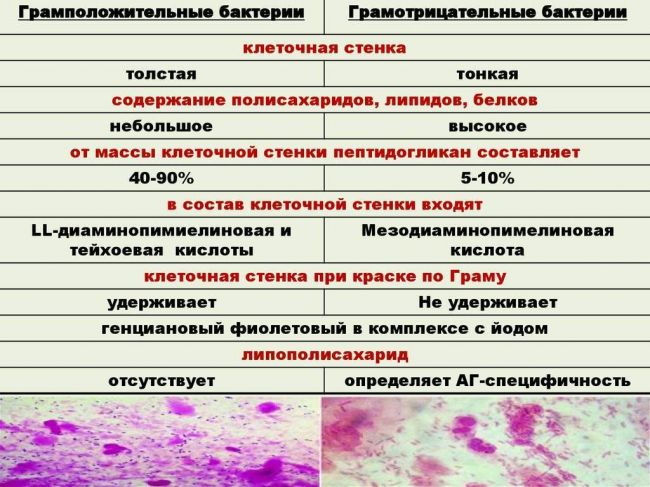 Грамположительные бактерии - gram-positive bacteria - qwe.wiki