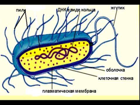 Роль бактерий в жизни человека