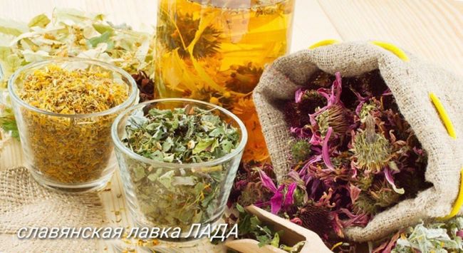 Травы при болях позвоночника