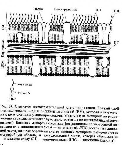 Грам-отрицательные бактерии википедия