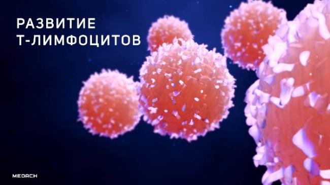Мало лимфоцитов — ослаб иммунитет, много эозинофилов — аллергия. о чем говорит анализ крови