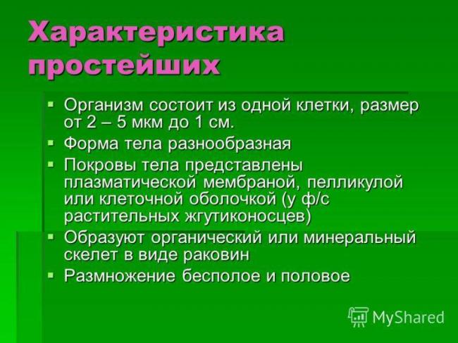 Почему бактерии относят к примитивной форме жизни и чем они отличаются от растений других организмов?