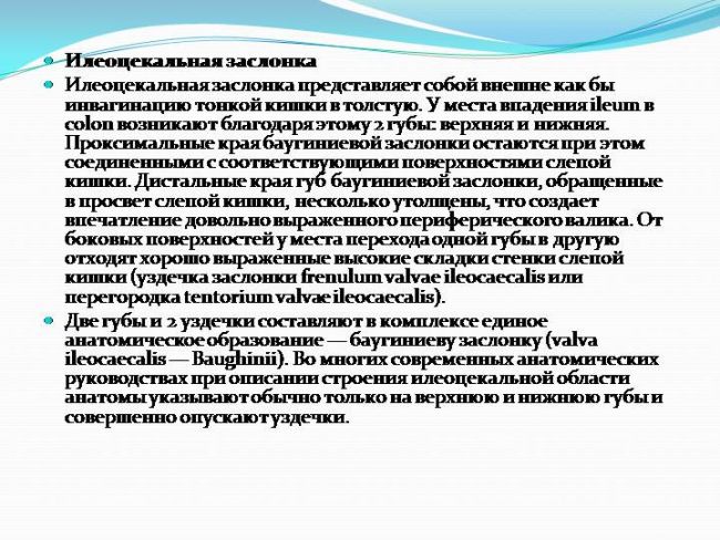 Анатомия человека: слепая кишка. червеобразный отросток ( апендикс, аппендикс ). строение, стенки червеобразного отростка ( апендикса, аппендикса ). строение, стенки слепой кишки.