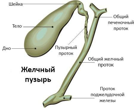 Загиб, перегиб желчного пузыря у ребенка