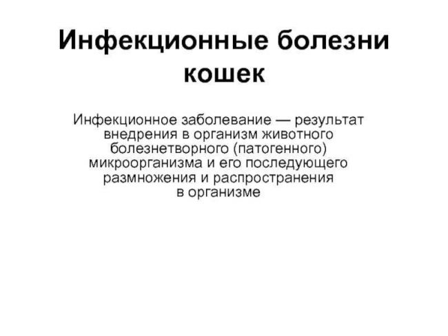 Инфекционный энтеровирус у собак