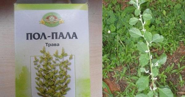 Пол-пала