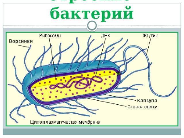 Бактерии
