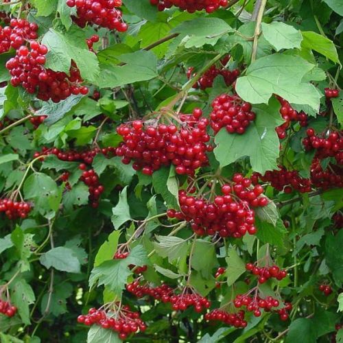Калина красная — все рецепты от кашля из ягод, коры и цветков растения