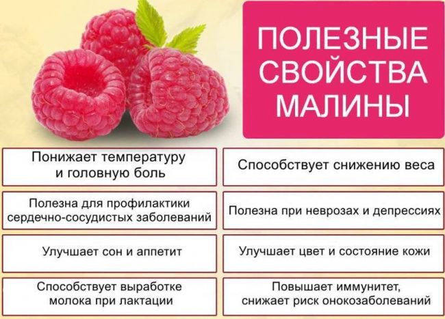 Малина: лечебные свойства и выращивание, польза