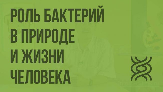 Значение бактерий в природе и жизни человека