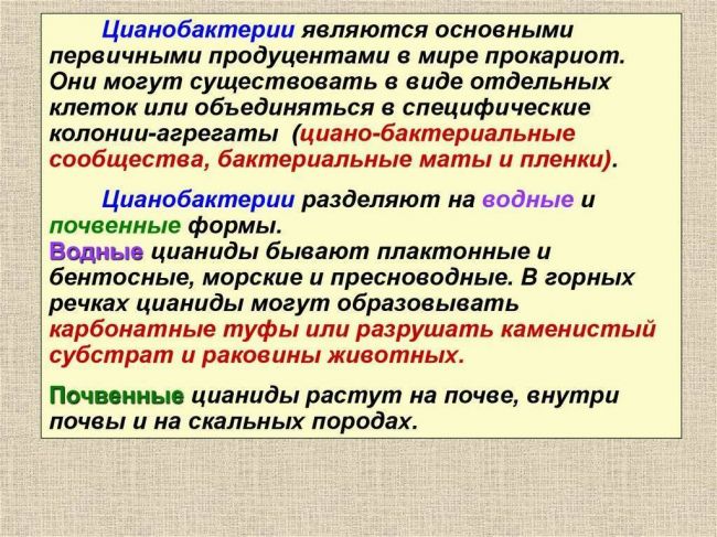 Роль в биосфере живых организмов царства бактерий