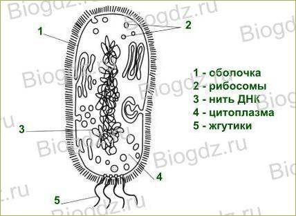 В чем заключаются особенности, строение и размножение бактерий