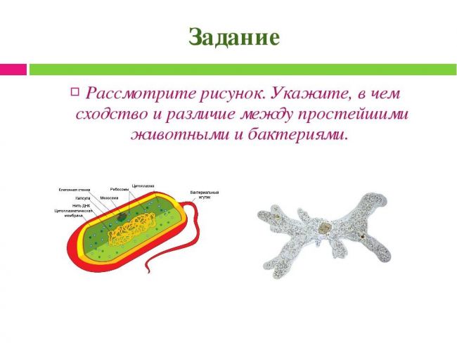 Разница между бактериями и вирусами