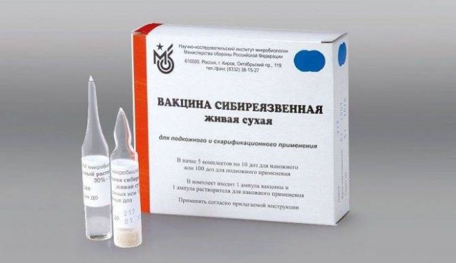 Сибирская язва (bacillus anthracis): характеристика возбудителя, заражение, симптоматика, диагностика, лечение