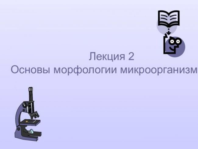 Эти уникальные одноклеточные бактерии