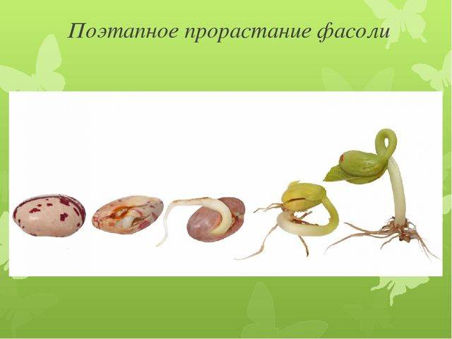 След первой бактерии