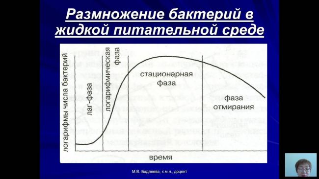 Рост и размножение бактерий — студопедия