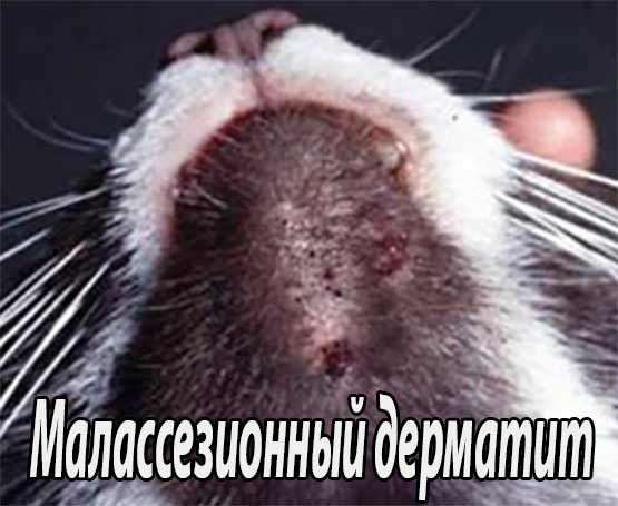 Как не допустить развития малассезии у кошек