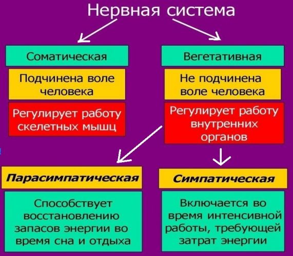 Нервная система | энциклопедия кругосвет