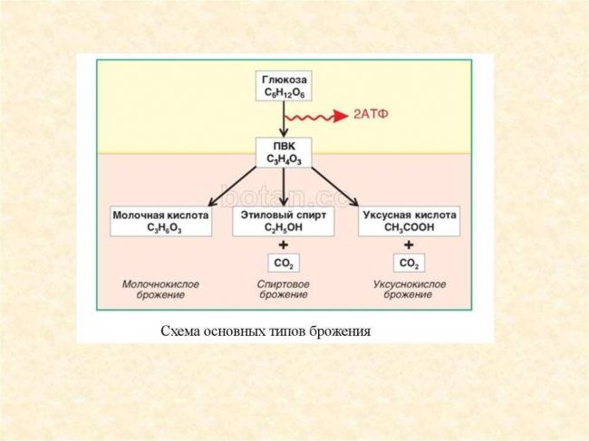 Значение бактерий в природе и жизни человека