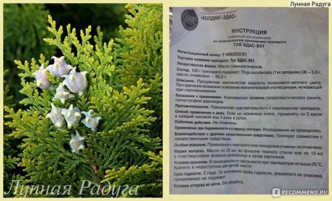 Как использовать масло туи при аденоидах у детей: инструкция по применению и отзывы