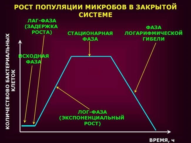 В чем заключается особенность роста и размножения бактериальных клеток