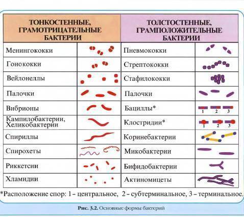 Нарисуем невидимое, или методы окраски микроорганизмов