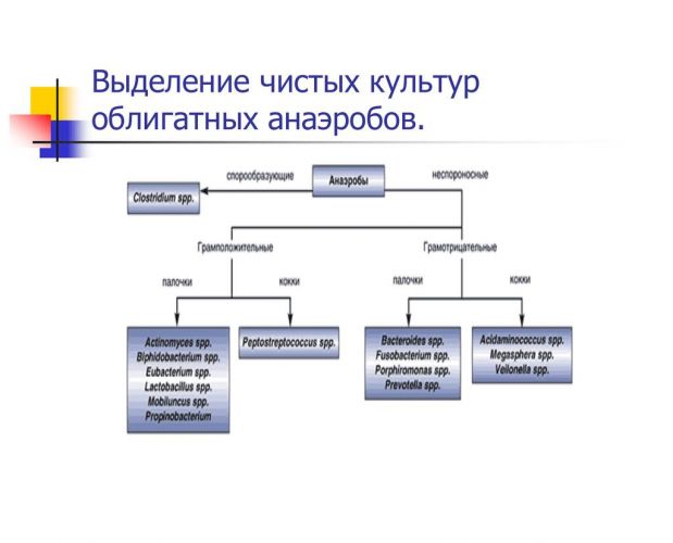 Как увидеть невидимое, или как вырастить чистую культуру бактерий