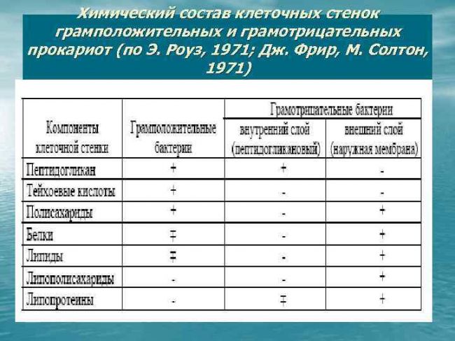 Грамотрицательные бактерии — википедия с видео // wiki 2