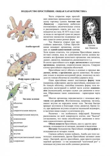 Чем и как отличаются бактерии от простейших
