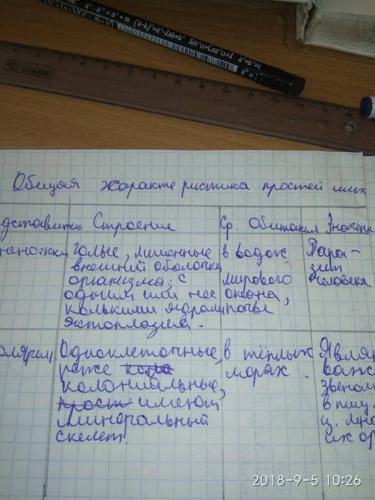 Чем бактерии отличаются от простейших