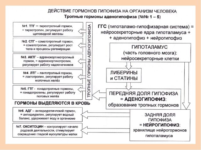 Адренокортикотропный гормон